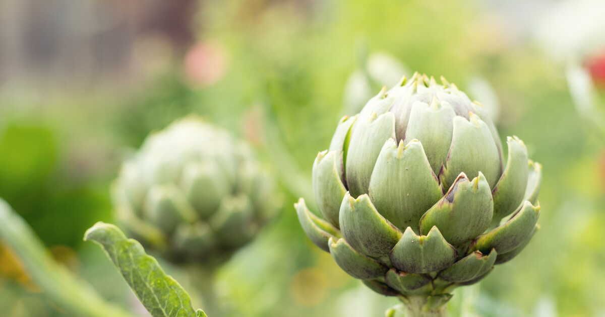 L'artichaut du Roussillon : la star des marchés de saison
