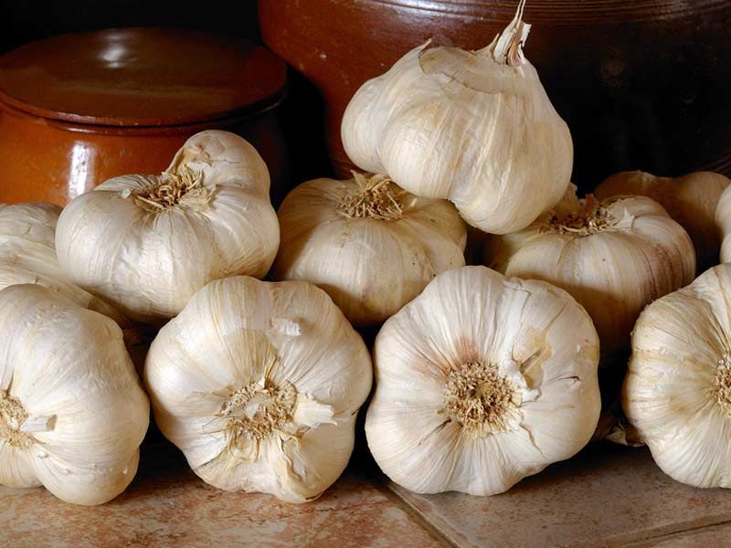 L'ail, un trésor pour votre cœur et votre santé
