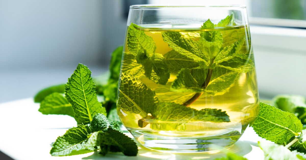 Les bienfaits inattendus de la menthe pour votre santé