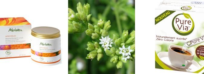 La magie de la stevia : un trésor pour la cuisine et la beauté