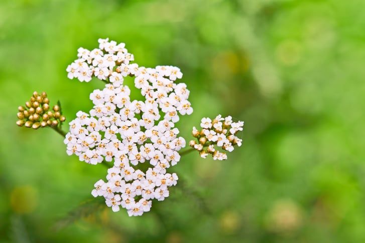 À la découverte des trésors de santé des plantes sauvages