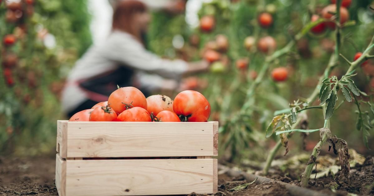Cueillette, l'art de récolter des fruits et légumes frais et accessibles