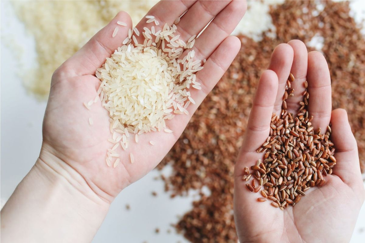 Une nouvelle alerte de pénurie de riz : les variétés à privilégier
