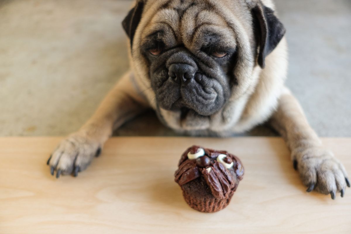 Réveillon : attention au chocolat pour votre chien