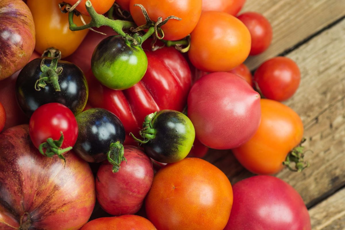Les tomates : comment choisir selon vos recettes