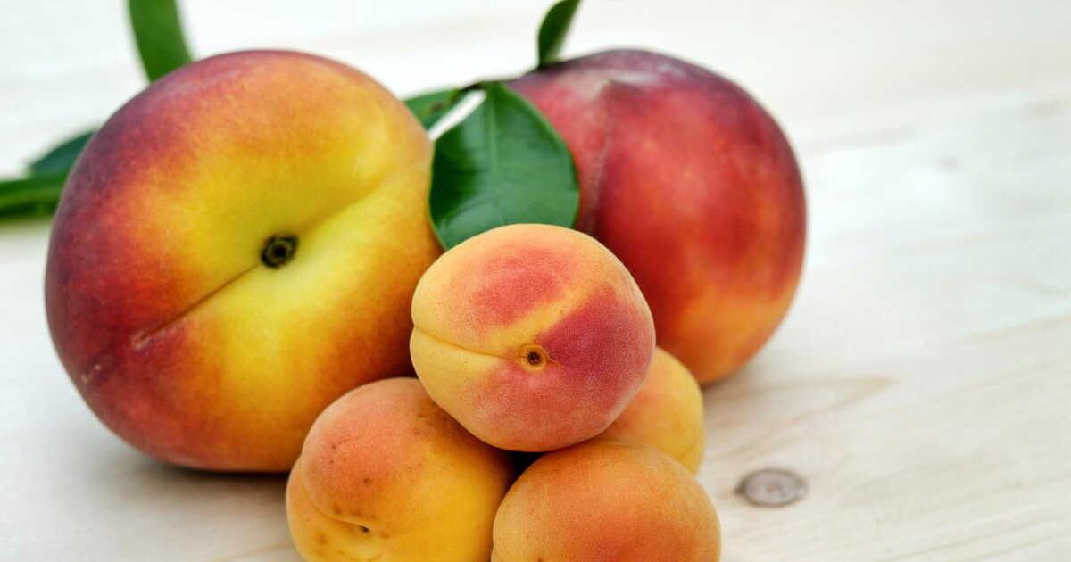 À la découverte des fruits d'été : brugnon et nectarine à l'honneur