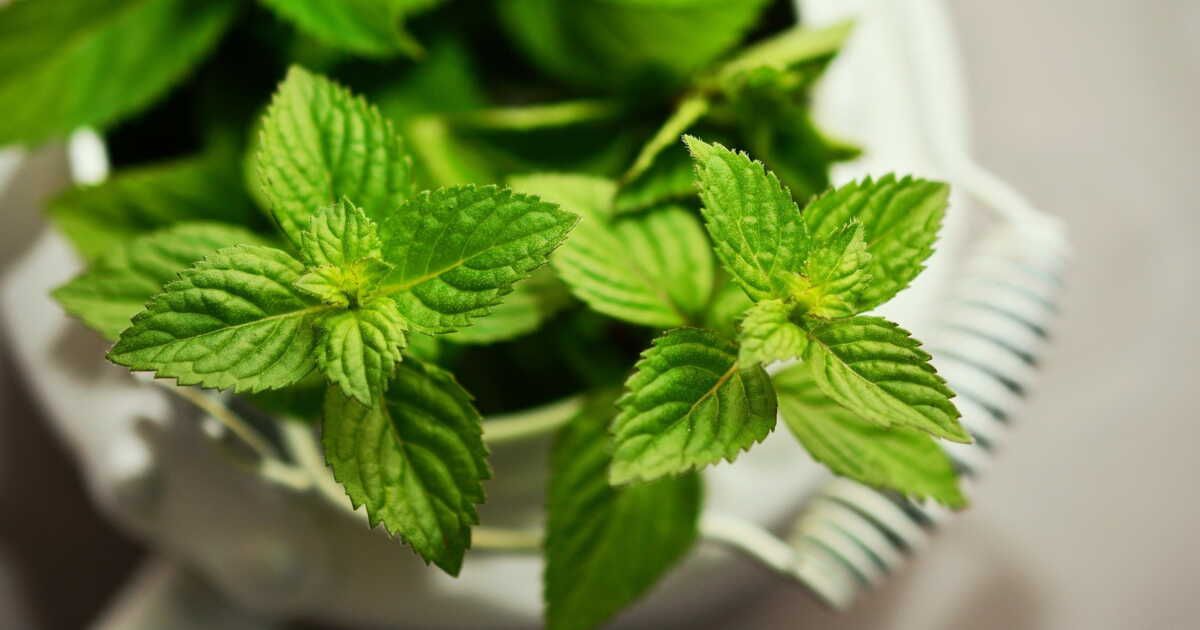 Nos astuces pour une menthe conservée et toujours fraîche