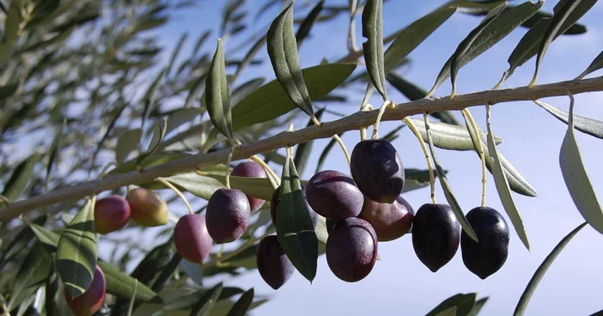 À la découverte de l'olive noire de Nyons, un trésor méditerranéen