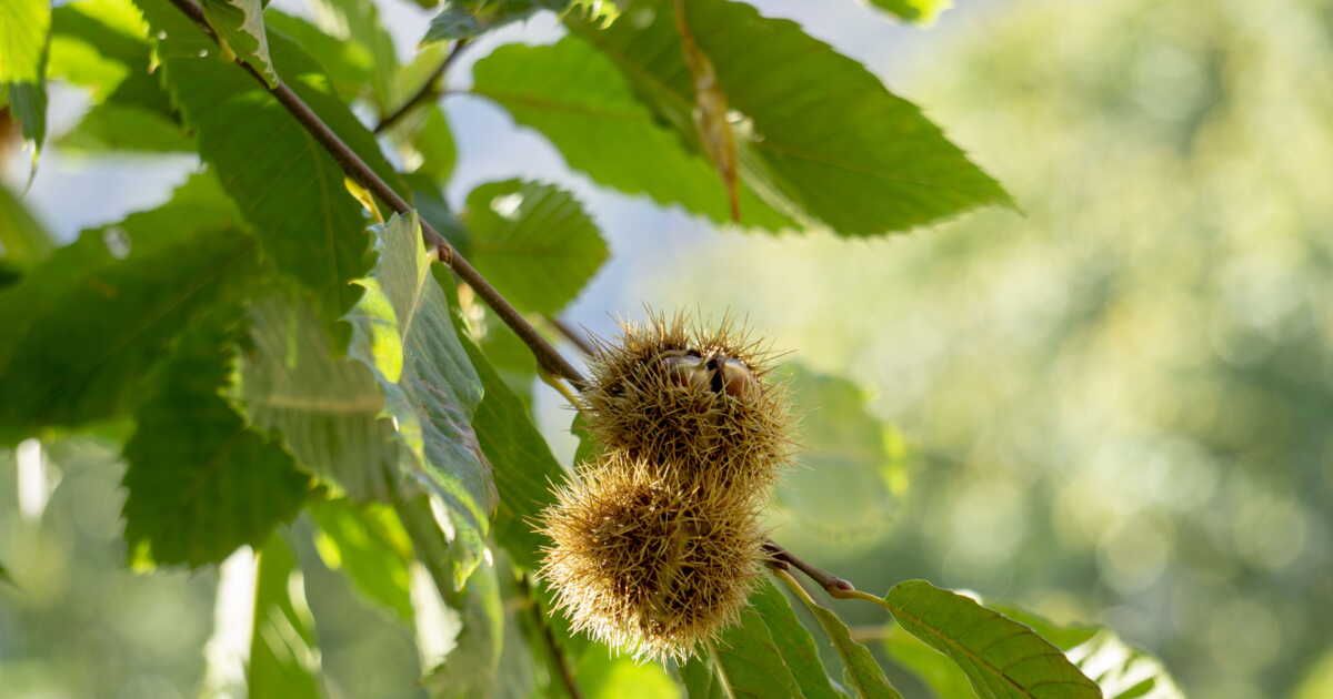 la châtaigne, un délice d'automne à redécouvrir